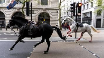 Blutüberströmt: Pferde gehen in Londoner Berufsverkehr durch