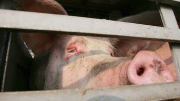Schweine in schlechtem Zustand? Polizei stoppt Schlachttransport