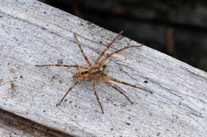Nosferatu-Spinne breitet sich rasant in Deutschland aus