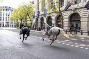 Pferde galoppieren ohne Reiter durch London und verursachen Chaos