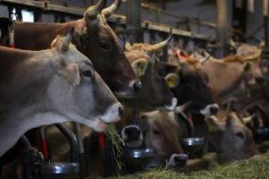 33 Rinder verendet: Urteil gegen Landwirt erwartet
