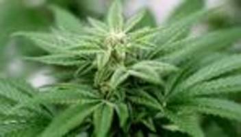 Rostock: Polizei findet 25 Cannabispflanzen und Zyankali in Wohnung