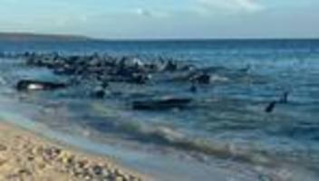 Australien: Bis zu 100 Grindwale stranden vor australischer Küste
