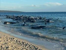 viele tot, andere zappeln noch: massenhaft grindwale in australien gestrandet