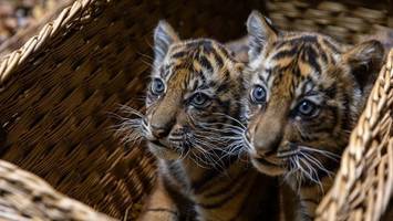 Tierpark Berlin: So geht es den niedlichen Tiger-Zwillingen