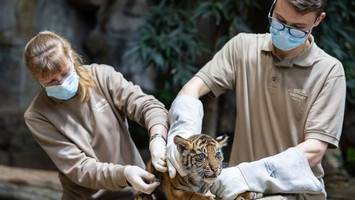 Tiger-Zwillinge im Tierpark Berlin das erste Mal untersucht
