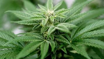 Polizei findet 25 Cannabispflanzen und Zyankali in Wohnung