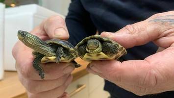 Schildkröten in Not: Mega-Spende macht Luxus-Zuhause möglich