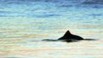 natur: schweinswal-tage: meeressäuger sind an jade zu beobachten