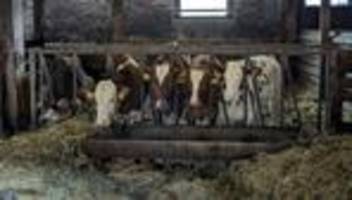 Viehwirtschaft: Ein Bauer gibt auf