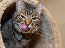 Feuchtnahrung im Warentest: Katzenfutter vom Discounter ist Preis-Leistungs-Sieger
