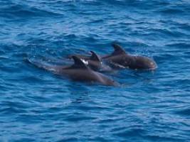 Großartiges Ergebnis: Tierschützer retten 130 in Australien gestrandete Wale