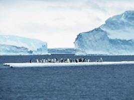 tausende küken ertrunken: eisschmelze ist todesfalle für junge pinguine