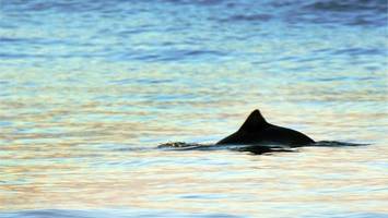 Schweinswal-Tage: Meeressäuger sind an Jade zu beobachten