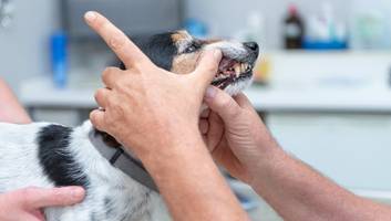 Zahnprobleme bei Haustieren  - Tierarzt erklärt, was bei Zahnstein von Hund und Katze zu tun ist