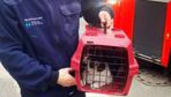 Notfälle: Sturz bei Rettungsaktion - Katze aus Kaminschacht befreit