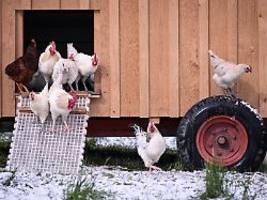 studie zu ausdrucksformen: hühner erröten bei aufregung