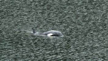 Retter glücklich: Orca-Kalb befreit sich aus Gefangenschaft