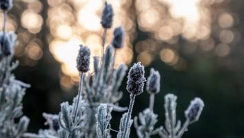 Pflanzen nicht zu früh nach draußen stellen! - Eisheilige 2024: Wann ist die Kalte Sophie? Infos & Bauernregel