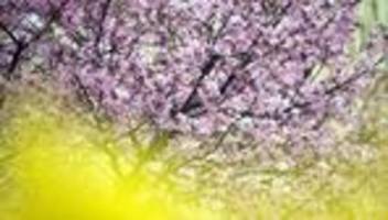 Werder: Baumblütenfest: Besucher feiern mit Obstbauern im Grünen