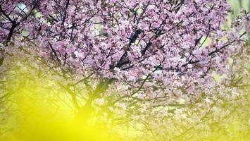baumblütenfest: besucher feiern mit obstbauern im grünen