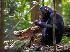 Affen fressen Fledermauskot: Regenwald-Abholzung könnte neue Seuchen hervorbringen