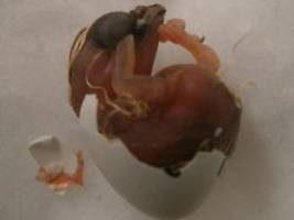 Mehr Embryonen sterben: Lärm schadet Vögeln schon im Ei