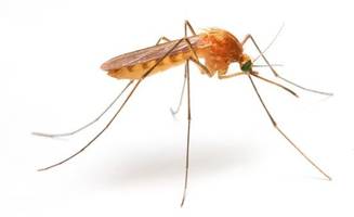 gefährliches insekt in italien entdeckt – experten alarmiert