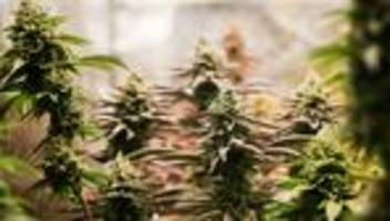 Rauschmittel: Polizei findet hunderte Cannabis-Pflanzen bei Durchsuchungen