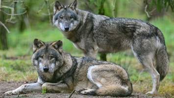 Dackel in Brandenburg mutmaßlich von Wolf angegriffen