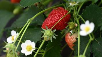 Weniger Erdbeeren in Brandenburg angebaut