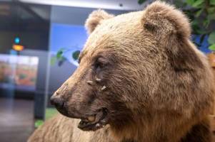 Landesausstellung: Kostbares, Mächtige und ein Bär