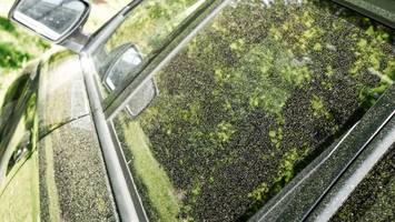 pollensaison - wie sie ihr auto bei blütenstaub vor lackschäden schützen