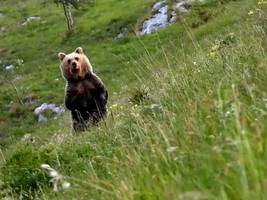 Doku Gefährlich nah: Die Bären sind los