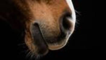 Ronnenberg: Pferd stürzt bei Hannover in Graben und stirbt