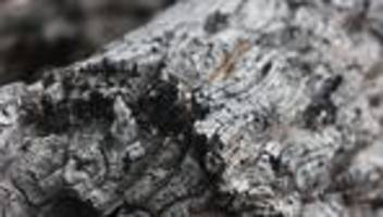 wernigerode: waldbrand am königsberg im harz unter kontrolle
