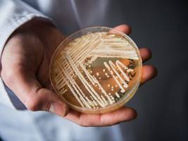 Infektionen: Forscher warnen: Krank machender Pilz breitet sich aus
