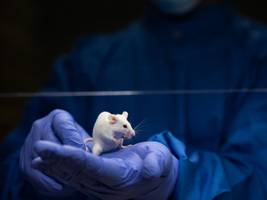 Medizin: Wissenschaftliche Forschung auf dem Gebiet der Gesundheit kommt nicht ohne Tierversuche aus