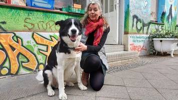 Kreuzberg: Hundebesitzer verlieren ihren Futterversorger