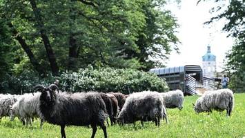 Schafe als Rasenmäher im Schlossgarten Charlottenburg