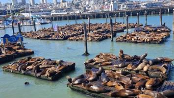 Masseninvasion in San Francisco: 1000 Seelöwen stürmen Hafen