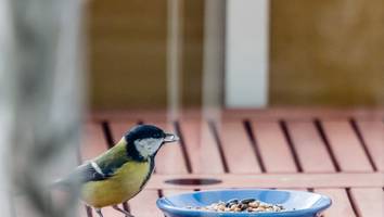 Kündigung möglich - Darf man auf dem Balkon Vögel füttern? Das sagt das Gesetz