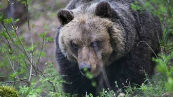 Gefährliche Begegnung - Bär verfolgt Wanderer am Gardasee minutenlang
