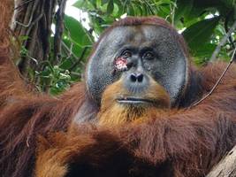 Tiere: Orang-Utan verarztet Wunde mit Heilpflanze
