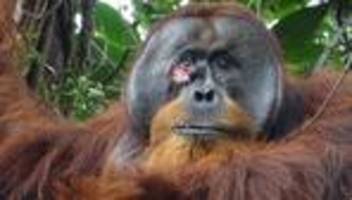Sumatra: Orang-Utan behandelt Studie zufolge Wunde mit Heilpflanze