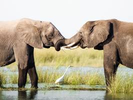 elefantensprache: da wird sehr viel geplaudert