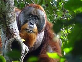 Wunde mit Lianenblättern geheilt: Orang-Utan verarztet sich mit Heilpflanze
