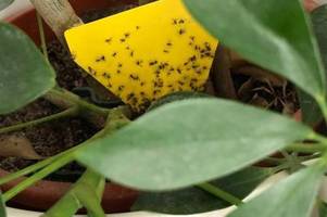 Trauermücken loswerden: Die besten Mittel gegen Fliegen in der Blumenerde