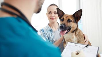 Kleingedrucktes und Kostenfallen - Lohnt sich eine Krankenversicherung für Hund und Katze? Tierarzt klärt auf