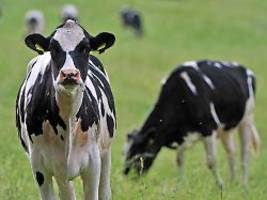 Virus befällt Milchkühe in USA: Wird die Vogelgrippe eine Gefahr für den Menschen?